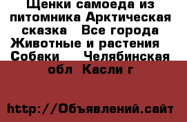 Щенки самоеда из питомника Арктическая сказка - Все города Животные и растения » Собаки   . Челябинская обл.,Касли г.